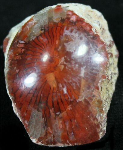 Pennsylvanian Aged Red Agatized Horn Coral - Utah #26382